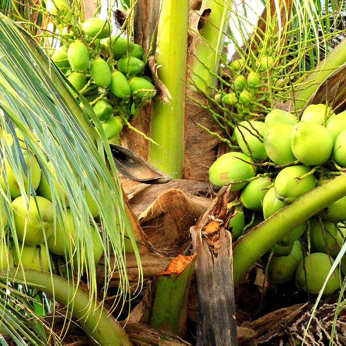 COCONUT - GANGA BONDAM - Fruit Plants