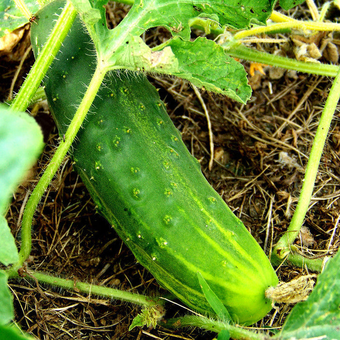 Cucumber NS 404-Vegetable Seeds