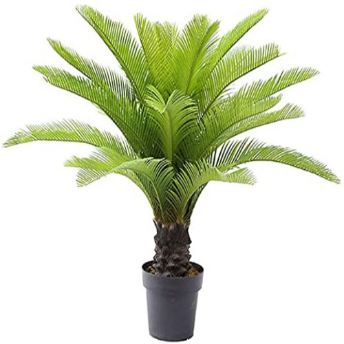Cycas Revoluta Sago Palm Live Plant  Flower Bulbs (Set of 2 Bulbs)