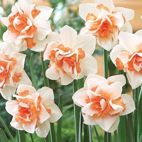 Daffodil Replete Flower Bulb White with Orange Color (Set of 02 Bulbs)