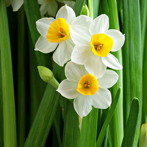Daffodil Nargis Flower Bulbs