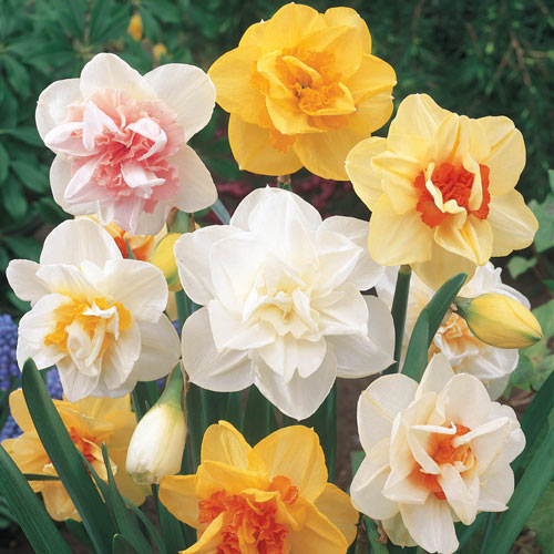 Daffodil Mix Color Flower Bulb (Set of 02 Bulbs)
