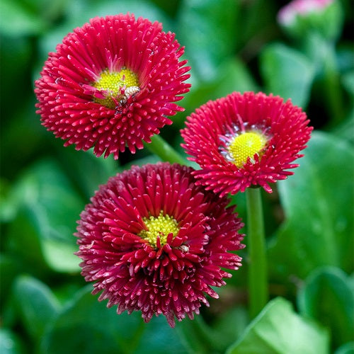 Daisy Red Bellis Perennis Flower Seeds