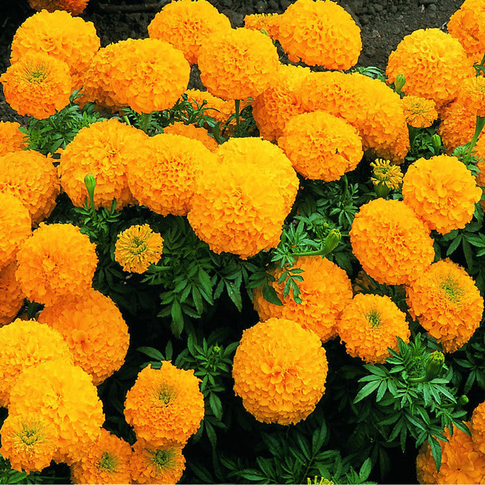 Double Orange African Marigold-Flower Seeds