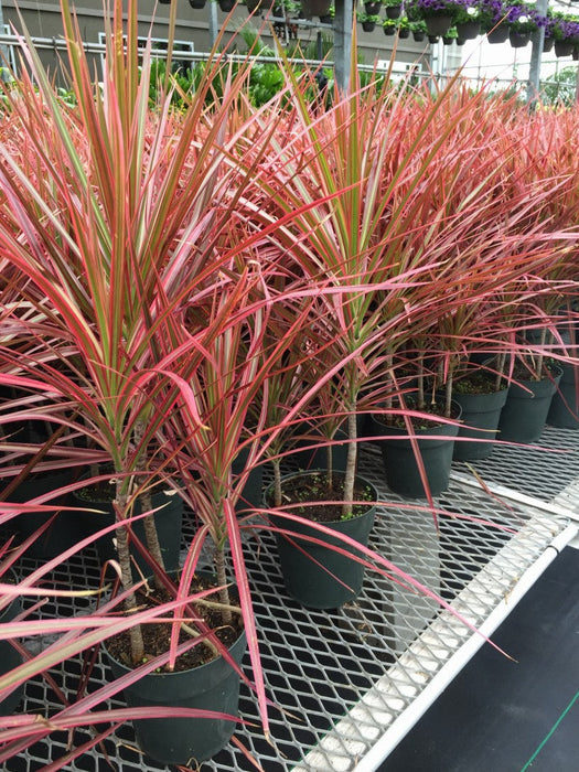 Dracaena marginata tricolor - Indoor/Ornamental Plants