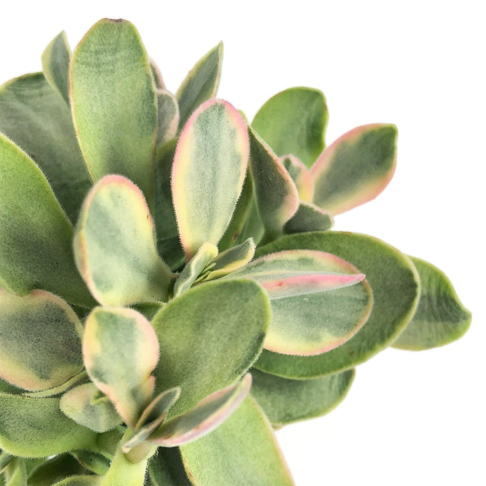 Crassula ovata - Indoor Plants
