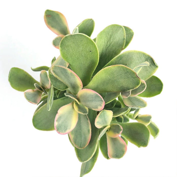 Crassula ovata - Indoor Plants