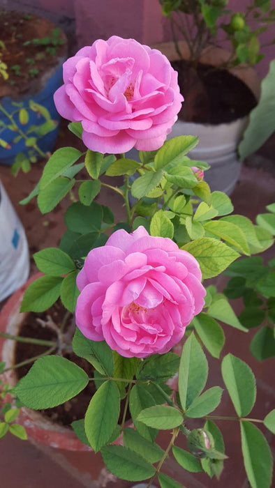 Paneer Climber Rose - Flowering Plants