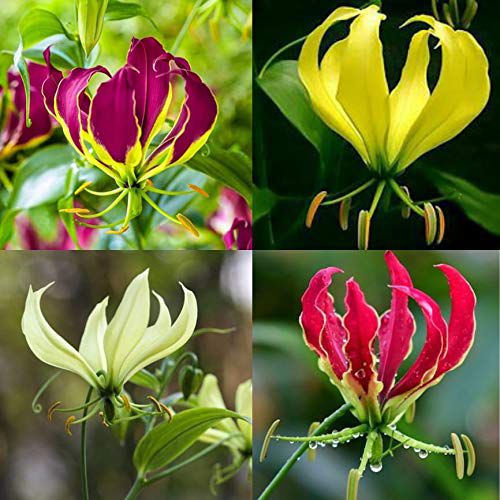 Gloriosa lily Flame Lily Flower Bulbs Mix Colour (Set of 4 Bulbs)