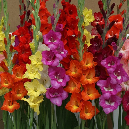Gladiolus Flower Bulbs Mix Color Pack of 04 Bulbs