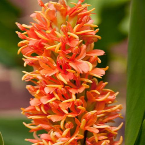 Hedychium Butterfly Ginger Lily Flower Bulbs Set Of 04 Assorted Color Bulbs