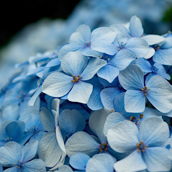 Hydrangea Marcophylla(Blue) - Flowering Shrubs