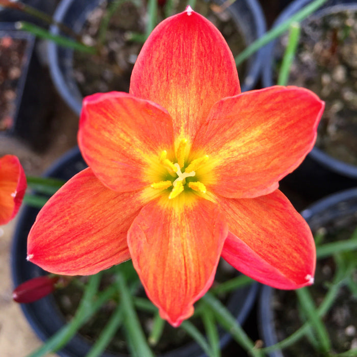 Chinda Zephyranthes Rain Lily Flower Bulb (Pack of 01 Bulb)