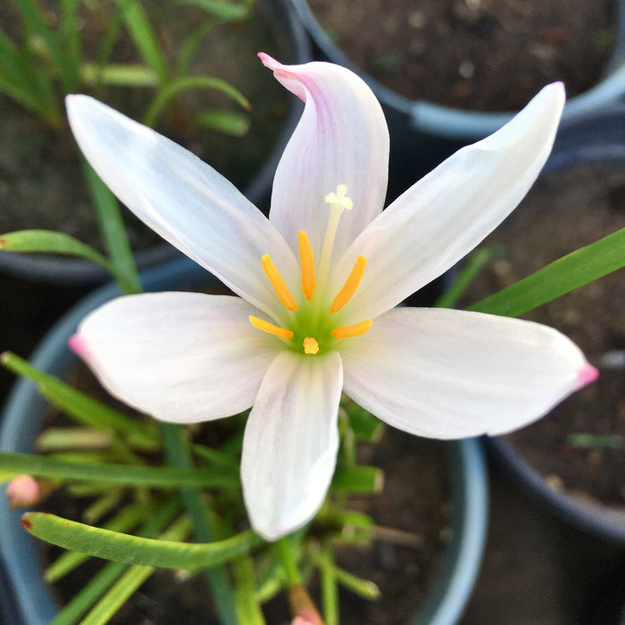 Light Pink Rain Lily (01 Bulb) Zephyranthes Flower Bulbs