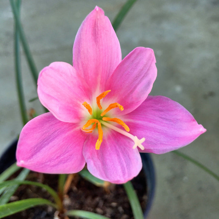 Pink Rain Lily (01 Bulb) Zephyranthes Flower Bulbs