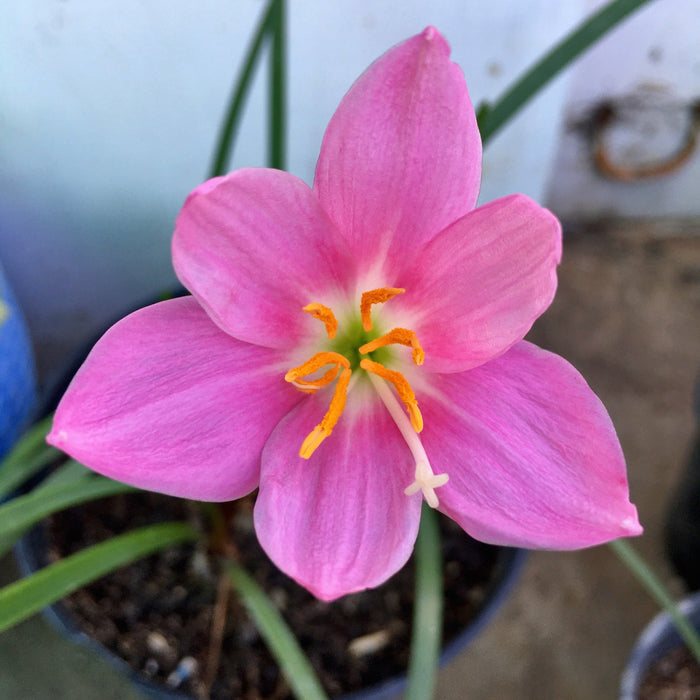 Pink Rain Lily (01 Bulb) Zephyranthes Flower Bulbs
