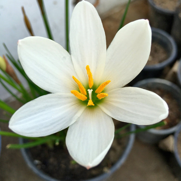 White Rain Lily (01 Bulb) Zephyranthes Flower Bulbs