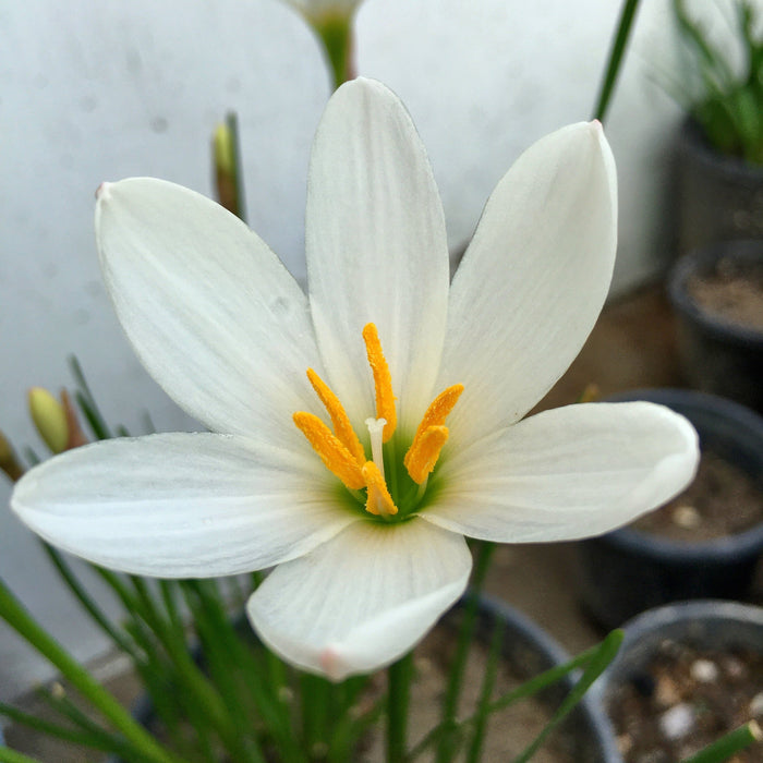 White Rain Lily (01 Bulb) Zephyranthes Flower Bulbs
