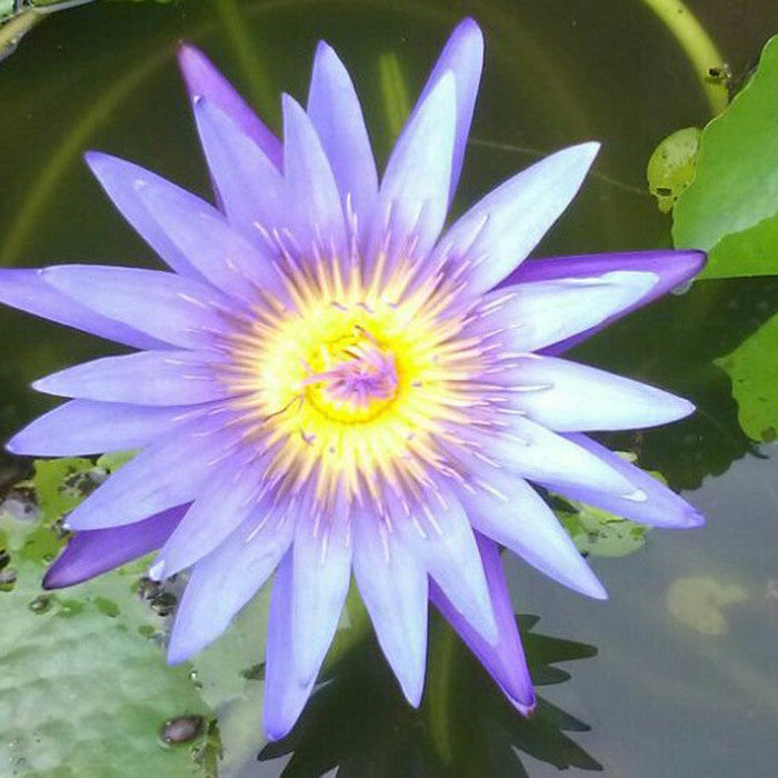 Water Lily Blue- Aquatic Plants