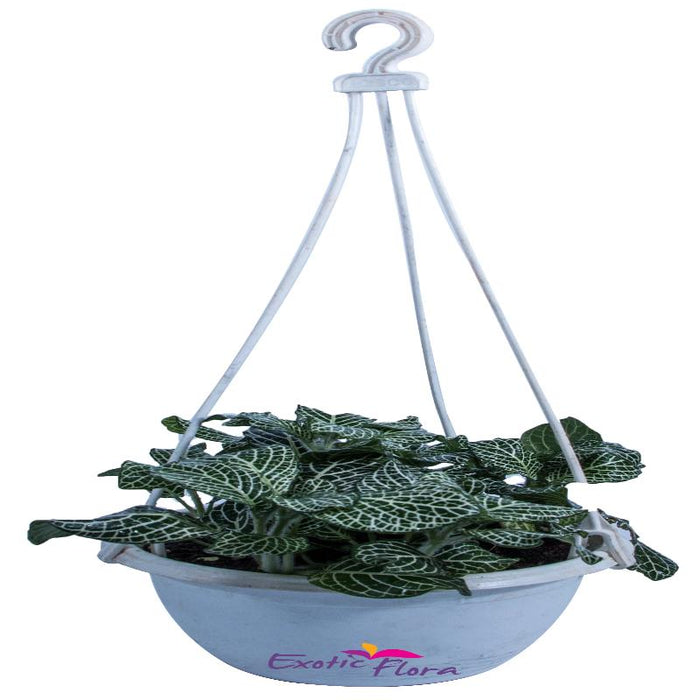 Green Fittonia - Hanging Basket Plant