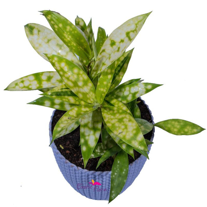 Dracenea Gold Spot/Dracaena surculosa - Indoor/Outdoor Plants