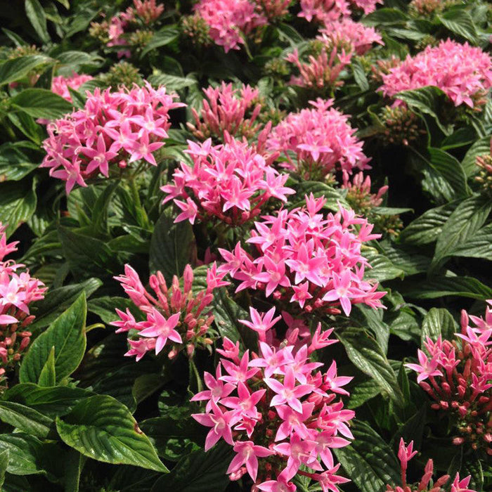 Pentas Pink - Flowering Plants