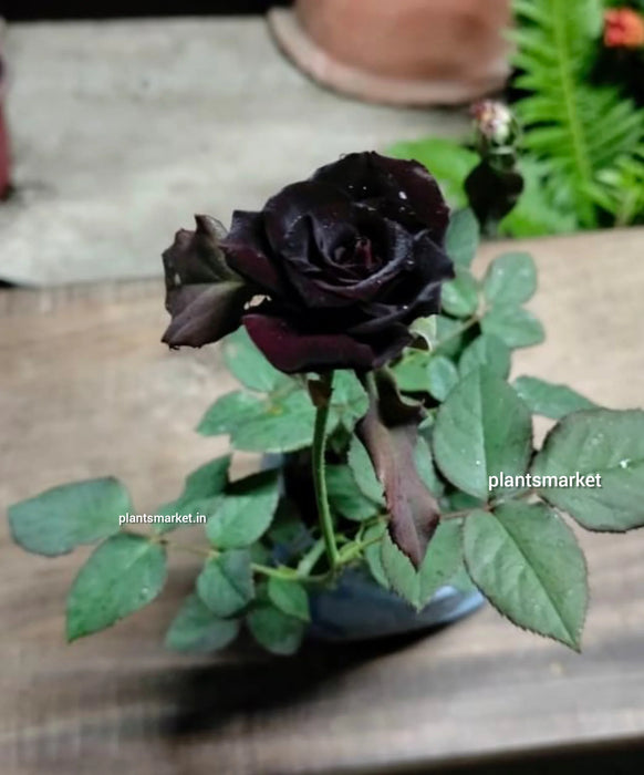 Black Rose Grafted Plant