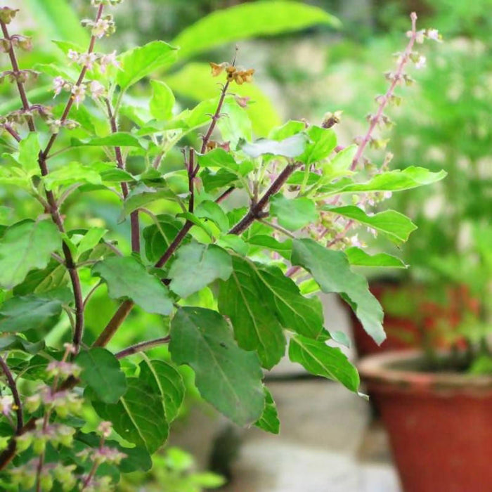 Sree Lakshmi Tulasi - Auspicious Plant