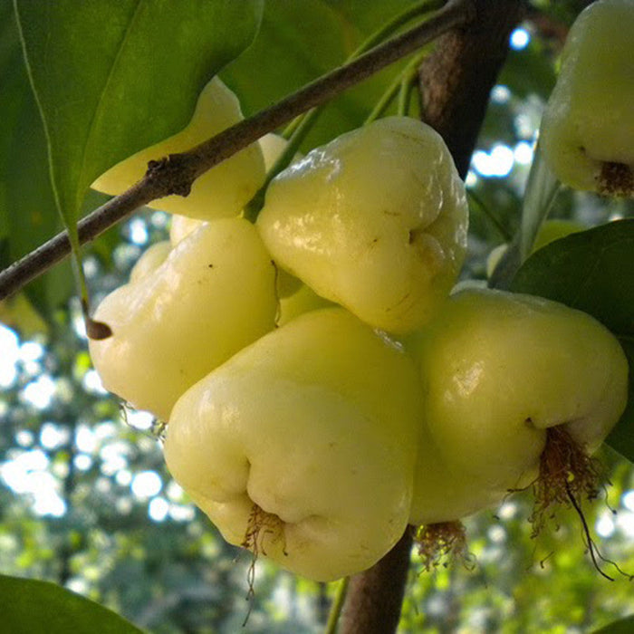 Water Apple Hybrid White- Fruit Plants & Tree