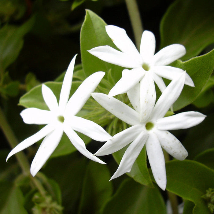 Downy Jasmine/Kagada - Flowering Shrubs