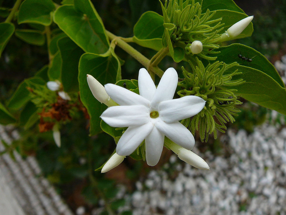 Jasminum multiflorum - Flowering Creeper