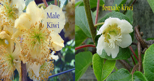 Kiwi fruit - Male Plants