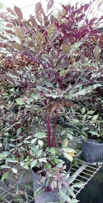 Leea coccinea Rubra - Ornamental Plants Indoor/Outdoor