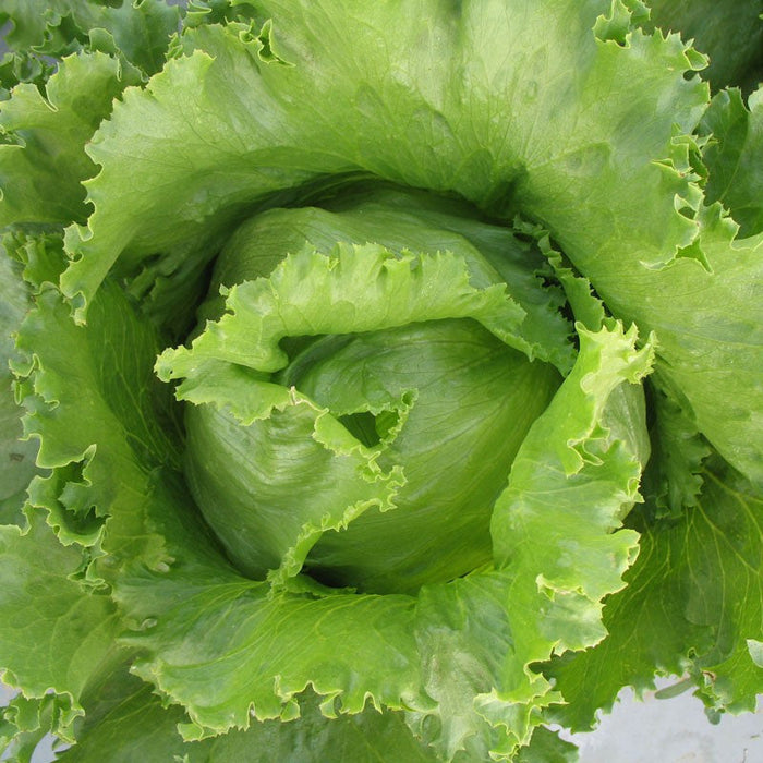 Lettuce ARYAN F1-Vegetable Seeds