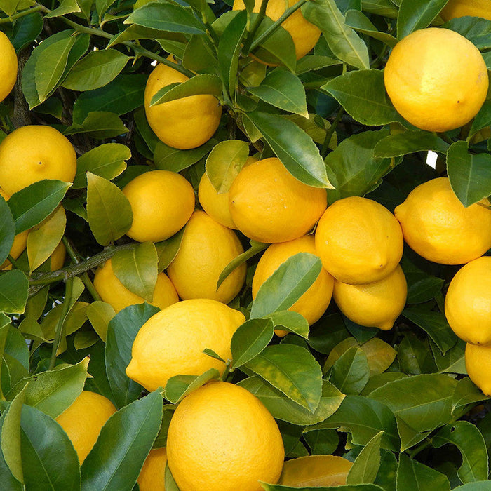 Lemon Balaji - Fruit Plants & Tree