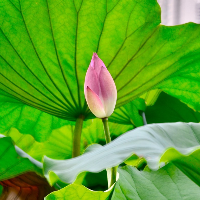 Lotus Pink Flower Seeds | Water Lily (Set of 5 Seeds)