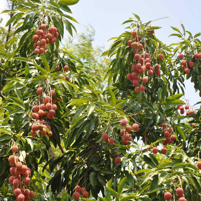 Litchi (Air Layered)- Fruit Plants & Tree