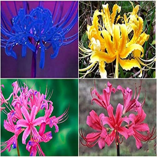 Lycoris Spider Lily Mixed Color Flower Bulbs (Set of 5 Bulbs)