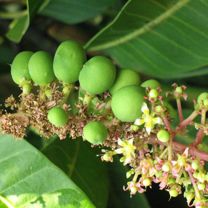 Mango Benishan/Banaganpalli(Grafted) - Fruit Plants & Tree