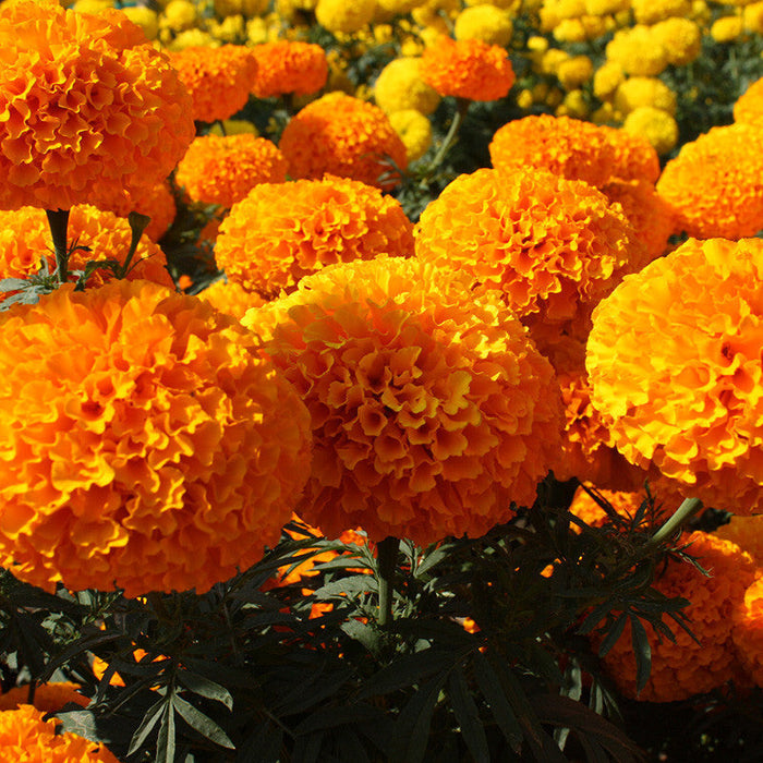 Mari Gold Orange - SEASONALS