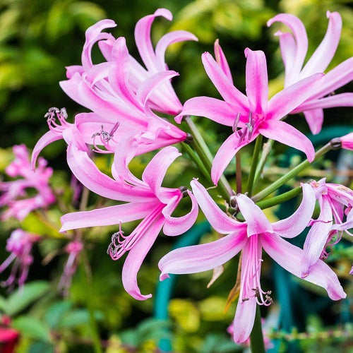 Nerine Lily Pink Color Flower Bulbs (Set Of 10 Bulbs)