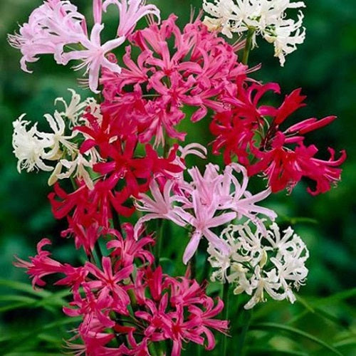 Nerine Lily Mixed Color Flower Bulbs (Set of 4 Bulbs)