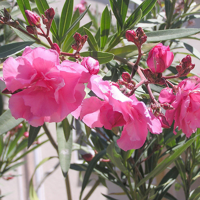 Nerium Pink Double - Flowering Shrubs
