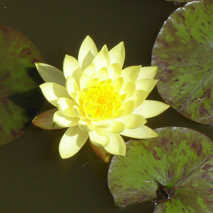 Water Lily  Yellow - Aquatic Plants
