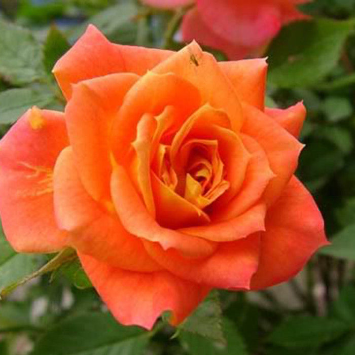 Rosa Friendship - Flowering Shrubs
