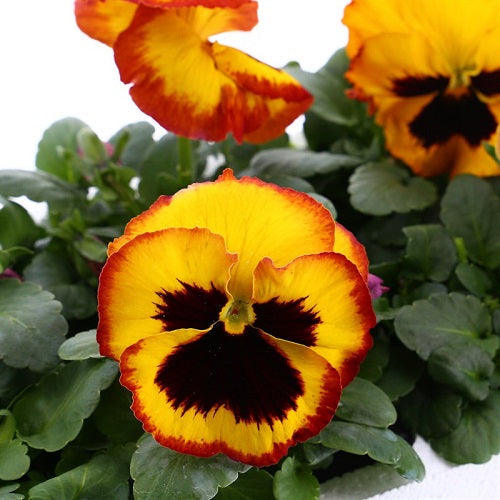 Pansy F1 Delta Fire Flower Seeds