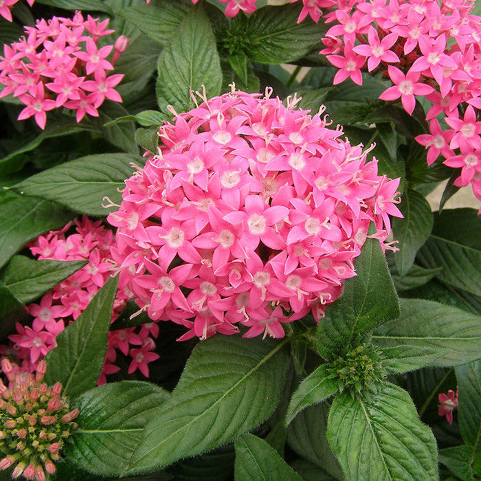 Pentas Pink - Flowering Plants