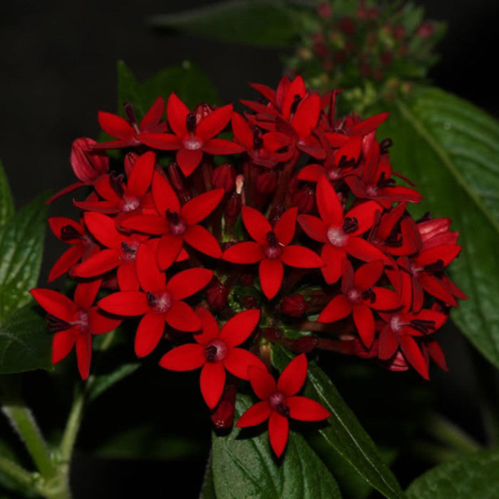 Pentas Red - Flowering Plants