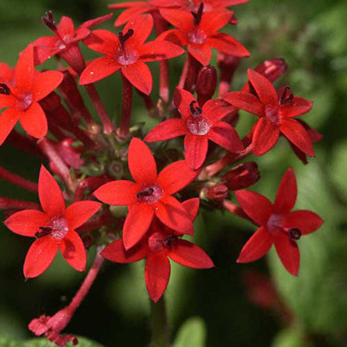 Pentas Red - Flowering Plants
