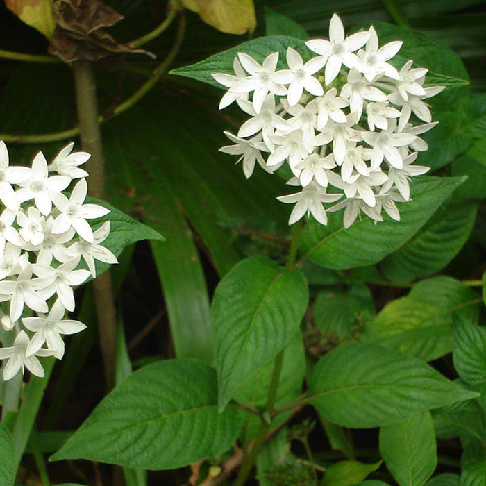 Pentas White - Flowering Plants